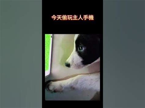 馬子狗 梗圖